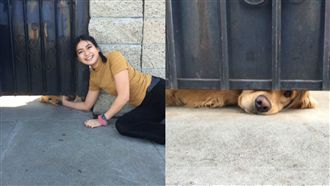 為了討摸摸　黃金獵犬塞門縫等她放學