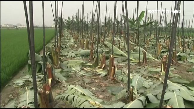 7百棵香蕉樹一夜遭砍光　懸賞50萬