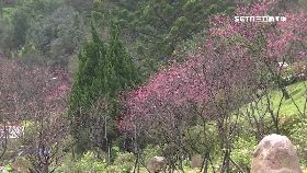 雨歇賞花季.1200