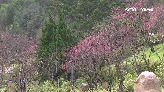 先暖冬、後寒流　陽明山櫻花只開六成