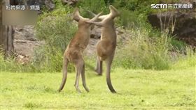 兩隻袋鼠拳打腳踢互不相讓。