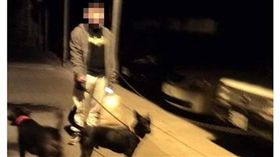 狗狗,貓咪,誹謗,咬貓,高雄,鳳山,動保(臉書)