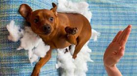 狗、打人、動手、寵物／達志影像／美聯社