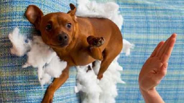 愛犬難教、不聽話？專家建議別這麼做