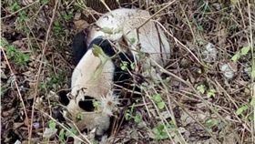 嗜血大熊貓啃食山羊。（圖／翻攝自巴士的報）