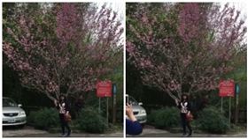 阿里山，櫻花，遊客（圖／翻攝自爆料公社）