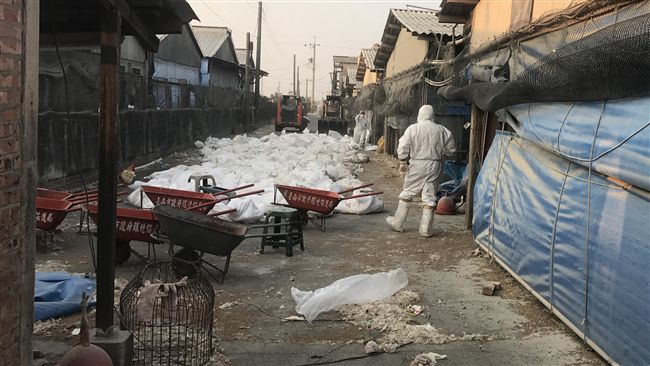 嘉義土雞場確診禽流感　撲殺逾萬隻