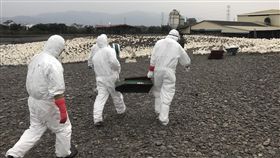 禁宰令剛解除　宜蘭連爆疫情
中央社