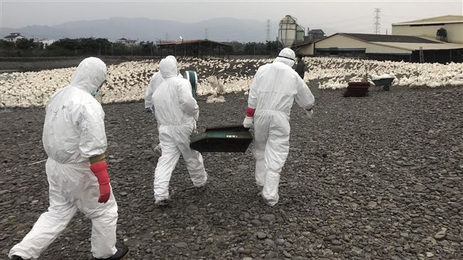禁宰令剛解除　宜蘭今撲殺5千隻肉鴨