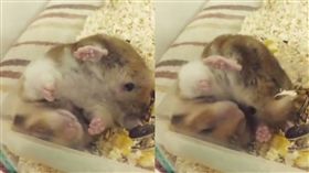 小倉鼠把屎當飼料吃。（圖／翻攝自臉書社團「倉鼠快樂養」）