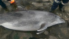 新北市石門老梅沙灘1隻成齡的瓶鼻海豚，擱淺死亡，寶寶胎死腹中。（圖／新北市府提供／中央社）