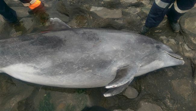 一屍兩命？瓶鼻海豚陳屍北海岸沙灘