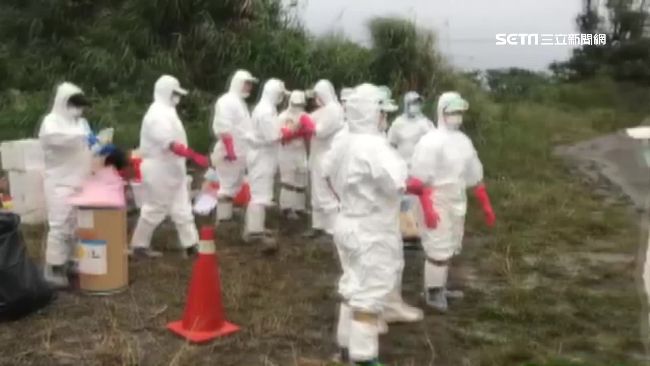 驗出禽流感！彰化大城撲殺近千隻肉鴨