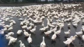 a櫻桃鴨又中.1200