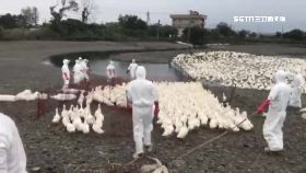 a櫻桃鴨又中.1200