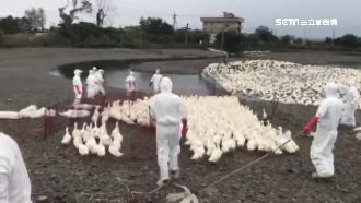 櫻桃鴨再淪陷　確診禽流感再殺5千隻