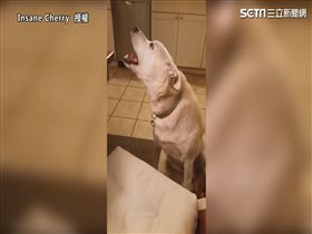 國外網友Insane Cherry用混音軟體 讓貓狗唱出搖滾金曲