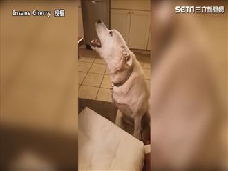 超有才網友！動物混音合唱搖滾金曲