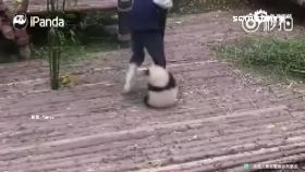 f貓熊抱大腿1200