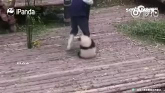 超黏人小貓熊爆紅　主播幫牠做對聯