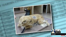 圖／翻攝自　WSB-TV YouTube