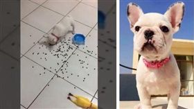 （圖／翻攝自法國鬥牛犬-控肉&鼻康）