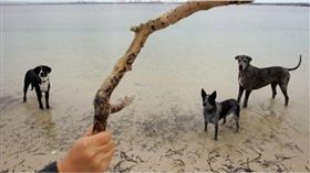 沙灘,遛狗,鯊魚,澳洲,雪梨,海岸,毛小孩,Kurnell　圖／翻攝自雪梨先鋒報