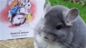 龍貓,毛絨鼠,栗鼠,鼠,卡梅隆的龍貓,Cameron,卡梅倫,Chinchillas,宮崎駿,動畫 圖／卡梅隆的龍貓臉書https://goo.gl/QjWvvd