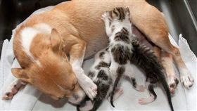 狗,奶貓,寵物,領養,動物之家,愛貓,LoveMeow,波爾,Evi Pover,希望,Esperanza 圖／LoveMeow　https://goo.gl/gx8zzU