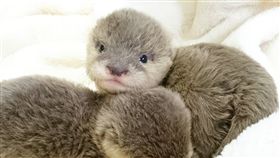 水獺,萌,毛小孩,愛上毛們,寵物
（圖片來源：ig@zig.heaco)