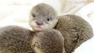 水獺寶寶攬牢牢　一起秀恩愛♥