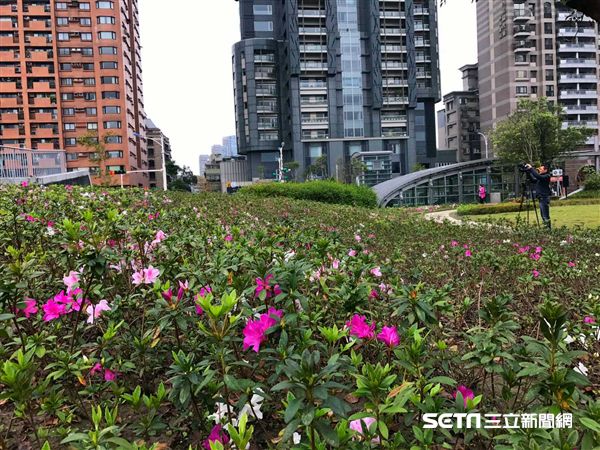 2017台北杜鵑花季,旅遊,賞花,台北市市花。(圖/記者簡佑庭攝)