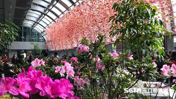 2017台北杜鵑花季,旅遊,賞花,台北市市花。(圖/記者簡佑庭攝)
