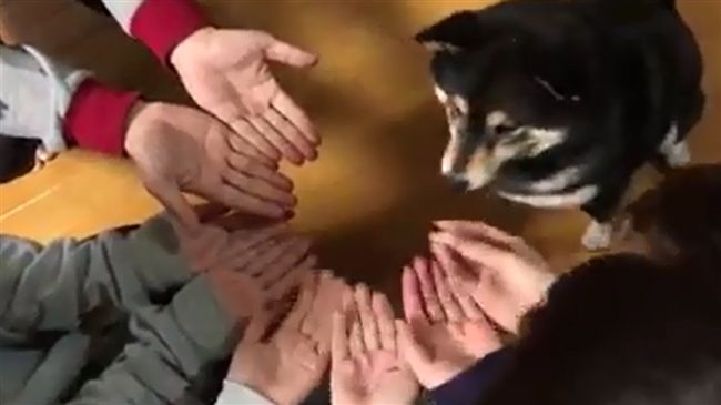 柴柴猜食物N遍　結果氣到轉頭走人