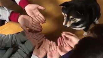 柴柴猜食物N遍　結果氣到轉頭走人