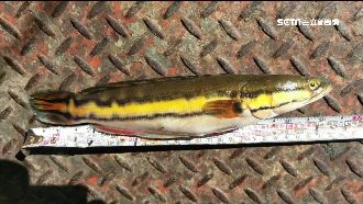 魚虎肆虐日月潭　咬死本土魚威脅泳客