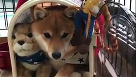 柴,玩具,家,萌,毛孩,愛上毛們
(圖片來源:臉書@寵物日報 Pets Daily)