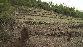 w青山瘌痢頭1600