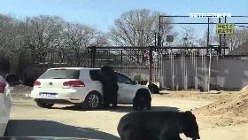 w陸熊拉車窗1600