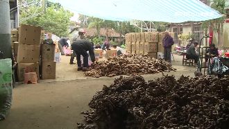 發愛心財？老薑爺爺爆薑非自種是批發