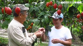 樹蕃茄　圖／草地