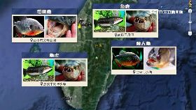 兇猛魚地圖1800
