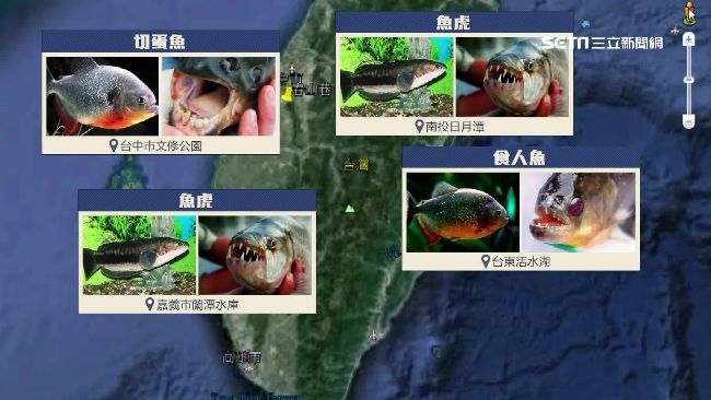 這些地方有危險！台灣兇猛魚地圖揭密