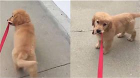 毛小孩,狗狗,遛狗,牽繩,狗繩,汪星人,OPet我寵　圖／翻攝自臉書