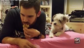 ▲傲嬌狗狗假裝不想吃零食。（圖／翻攝自Crazimals臉書）
https://www.facebook.com/crazimals/videos/1412504345461380/