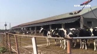 白沙屯媽進香　乳牛「排隊致敬」迎接