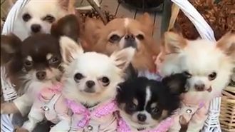 吉娃娃「裝好裝滿」　好想整籃提回家