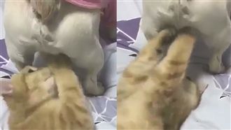 橘子貓使喵喵拳　有股「蛋蛋」的哀桑