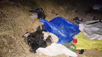 7幼犬送收容所　2小時後全遭安樂死