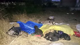 流浪狗,棄養,小狗／東石之美臉書